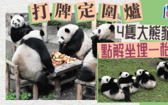「开枱」︱4只大熊猫在重庆动物园「围炉煮茶」