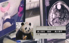 患者「熊貓」照CT惹關注 「七七」突發腸梗阻要做手術