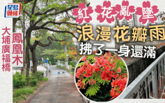 大埔鳳凰木紅花亂墜 沐浴花瓣雨拂了一身還滿｜Juicy叮