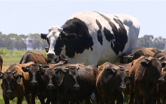 澳洲巨牛高194厘米重1400公斤 屠宰场拒宰杀