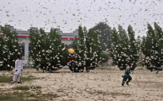 沙漠蝗蟲入侵中國 林業局發緊急通知要求防控