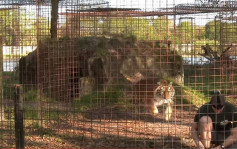 動物組織曾做實驗　背對老虎即出事