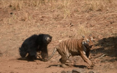 印度母熊為保護小熊勇戰猛虎 憑堅強意志成功逼退