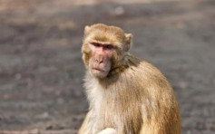 内地首宗出现人类确诊「猴B病毒」 患病逾两月后不治