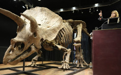 全球最大三角龙化石巴黎拍卖 美国收藏家以近6000万港元投得