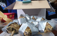 菲机场行李检逾1500只活龟 涉事乘客在港登机