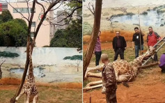 昆明动物园长颈鹿搔痒头卡树枝 挣扎5小时缺氧亡