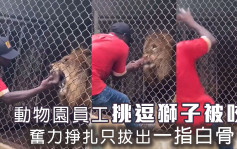 动物园员工挑逗狮子被咬 奋力拔出手指只剩白骨