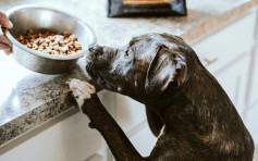 消委會：逾8成狗糧營養素未符國際建議 2款檢出微量三聚氰胺