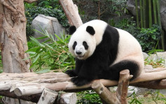 为让盈盈乐乐顺利繁殖 海洋公园大熊猫馆今天起关闭