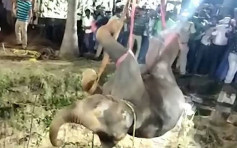 印度大象被狗追不幸掉入井 救援隊花14小時終救出