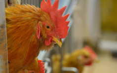 印度4地區爆高致病性H5N8禽流感 疫區禽產品禁輸港