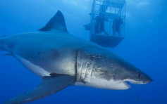 全球最巨大白鲨 50岁「深蓝」夏威夷现身