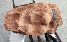 江西工地挖出恐龙蛋化石 专家：保存完整距今约8000万年