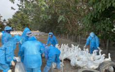台灣雲林縣鵝場爆發H5N2禽流感 撲殺逾千隻鵝