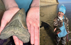9 歲女童海灘找到12厘米巨齒鯊牙齒化石 估計260萬年前已滅絕