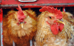 波兰部分地区爆H5N8禽流感 港暂停进口禽类产品