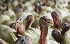 南卡罗来纳州火鸡群爆禽流感 忧酝酿另一场疫症