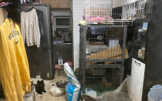 满地粪便垃圾一屋21只猫狗 村屋「繁殖场」主人涉虐畜被捕