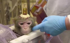 猴頭鑽洞植入電極棒研失智症 比利時大學兇殘實驗惹議