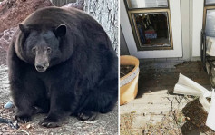 500磅巨熊愛闖民宅偷吃 遭通緝恐被安樂死