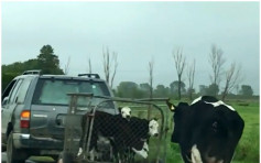 【去片】3隻小牛被載走 母牛不捨緊隨令網民心酸