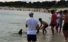 大型鯊魚闖澳洲海岸嚇壞泳客 疑受傷被困獲解救