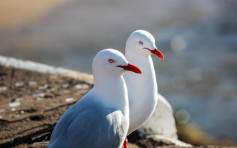 澳洲海鷗攜抗藥性超級細菌 外界對當地公共衛生起疑慮