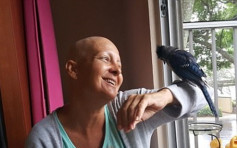 2年前獲救 冠藍鴉飛回恩人家中陪抗癌