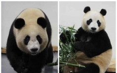 武汉动物园关闭3个月重开 大熊猫胖了15斤