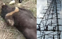 廣西黑熊爬高壓電塔  遭電擊當場死亡