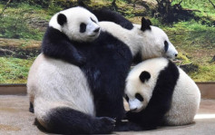 東京雙胞胎大熊貓一歲生日 上野動物園熱烈慶祝
