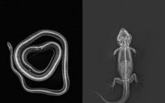 倫敦動物園發放動物X光 玉米蛇全身比人類多數百椎骨