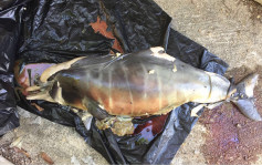 年幼中華白海豚大欖水警基地擱淺 屍體嚴重腐爛