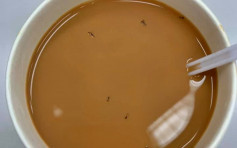 【維港會】冰室奶茶浸螞蟻 網民笑言：好高蛋白質
