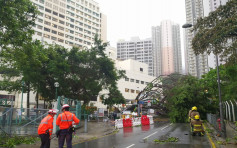 【天鸽袭港】强风下多处有大树倒塌 联合医院须改由协和街出入