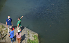 梧桐河市民放生致大量死魚   漁護署指未接獲投訴