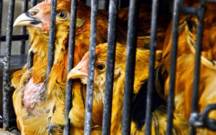 波兰部分地区爆禽流感 港暂停进口禽类产品 