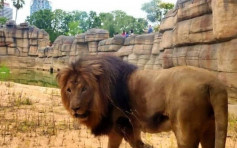 西班牙动物园四只狮子新冠检测呈阳性