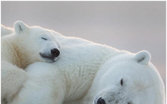 海冰融化无家可归 200北极熊群聚俄岛屿