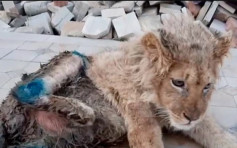 俄羅斯幼獅遭殘忍打斷腿供遊客合照 普京震驚下令徹查