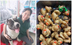 狗狗肚藏32隻塑膠小黃鴨 獸醫施手術再現異物