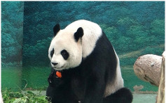 台北大熊貓「圓圓」沒有成功懷孕