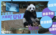 大熊貓「安安」食欲不振 昨沒進食偶爾抬腿伸展