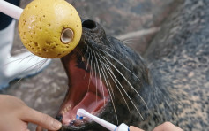 海洋公園全面清潔 獸醫為動物額外檢測