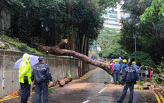 瑪麗醫院外10米大樹倒塌 擋行車路未影響服務