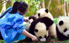 招聘多年零录取 想做大熊猫饲养员有咩标准？馆方：不是喂食陪玩咁简单