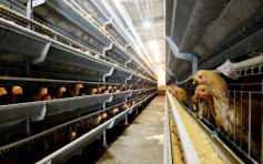 匈牙利及德国部分地区爆发禽流感 港暂停进口禽类产品