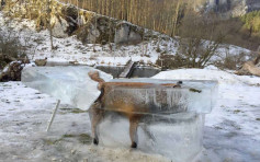 欧寒流持续逾60死　狐狸冰封多瑙河
