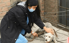 秘鲁白狗被主人遗弃天台4年 获救仅一周后去世